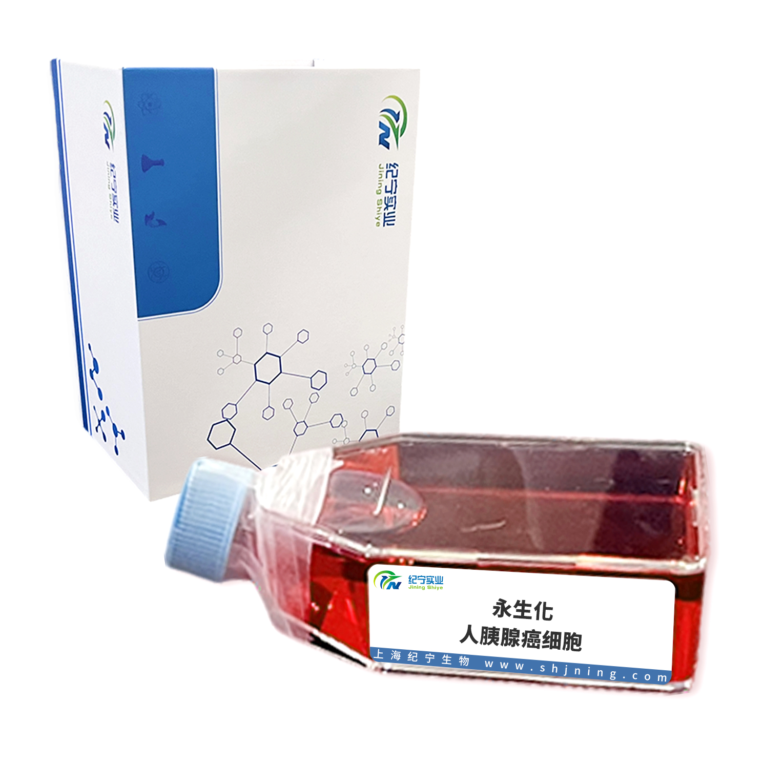 永生化人胰腺癌細(xì)胞