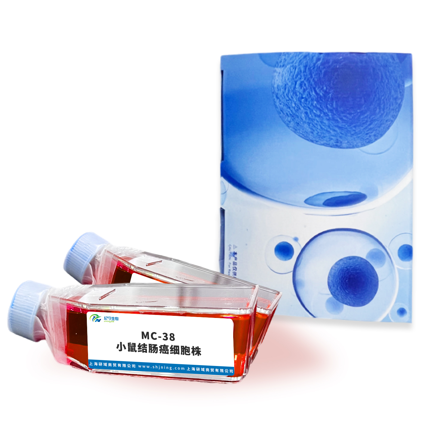MC-38小鼠結腸癌細胞株 