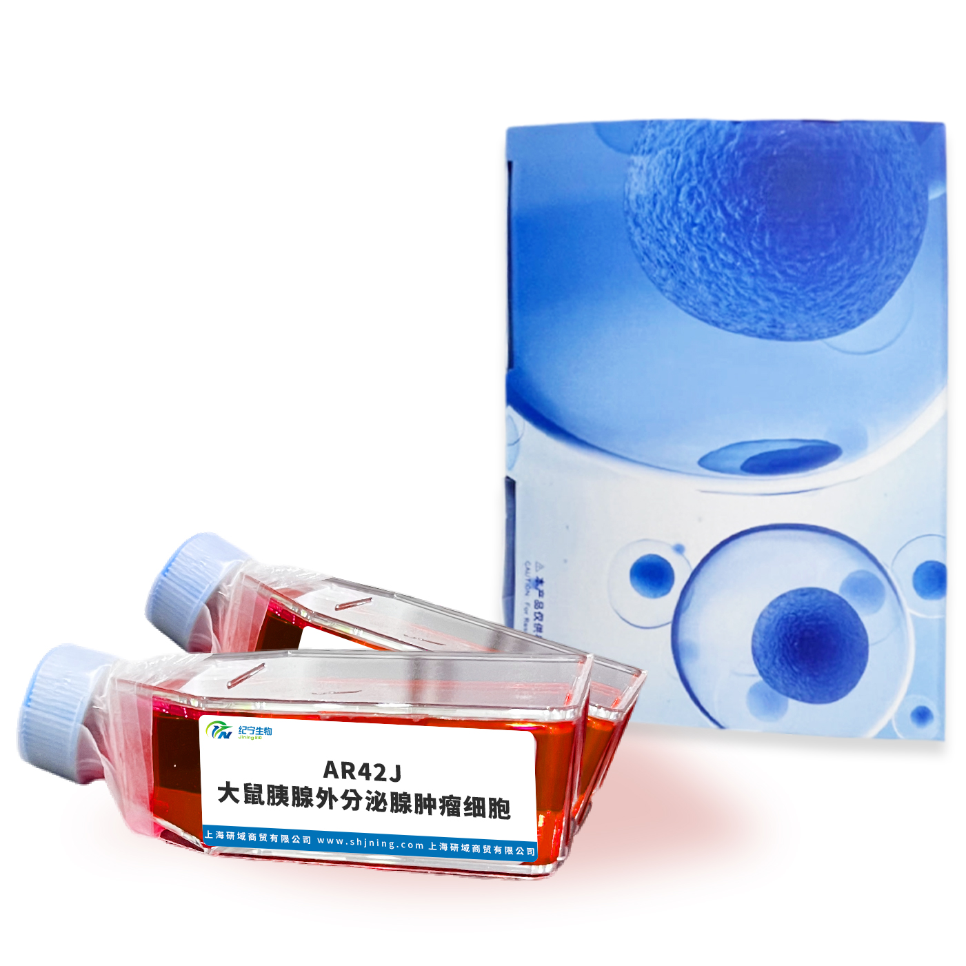 AR42J大鼠胰腺外分泌腺腫瘤細(xì)胞