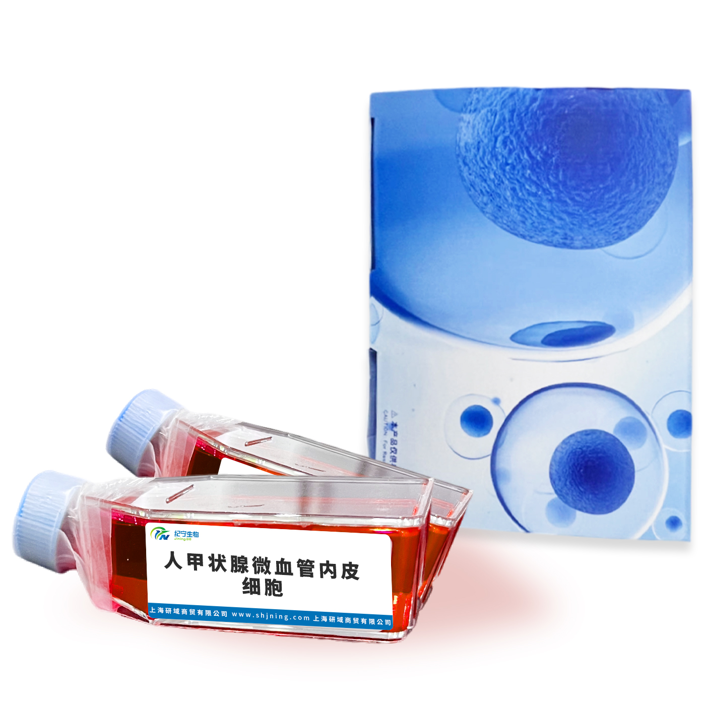人甲狀腺微血管內(nèi)皮細胞